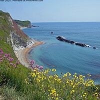 Wild flowers and cliff Warbarrow Bay Dorset