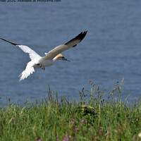Gannet Flight Bempton Cliffs