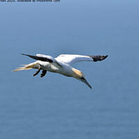Gannet Flight Sea