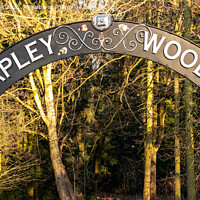 Buy canvas prints of The Entrance into Apley Woods, Telford by Pamela Reynolds