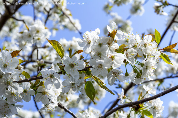 Springtime Cherry Blossom Picture Board by Pamela Reynolds