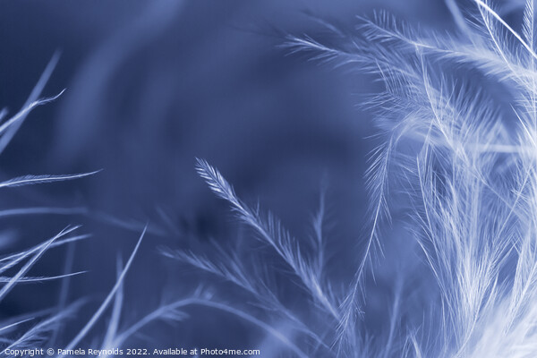 A Macro image of a Feather Boa, with gradient over Picture Board by Pamela Reynolds