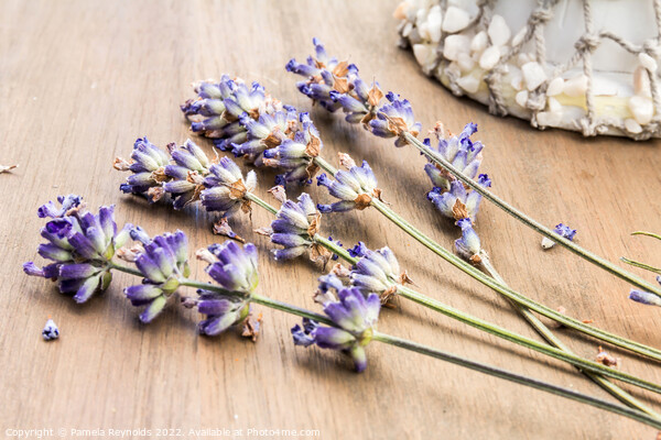 Lavender Stems and Seashells Picture Board by Pamela Reynolds