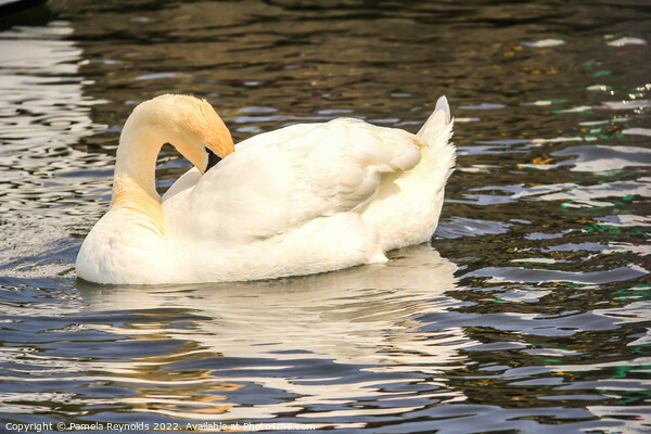 Swan (Cygnus) relaxing on the Norfolk Broads Picture Board by Pamela Reynolds