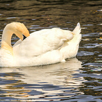 Buy canvas prints of Swan (Cygnus) relaxing on the Norfolk Broads by Pamela Reynolds