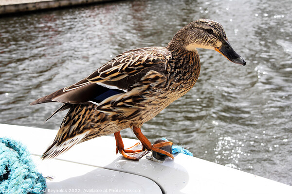 Cheeky Duck Hitching A Ride Picture Board by Pamela Reynolds