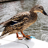 Buy canvas prints of Cheeky Duck Hitching A Ride by Pamela Reynolds