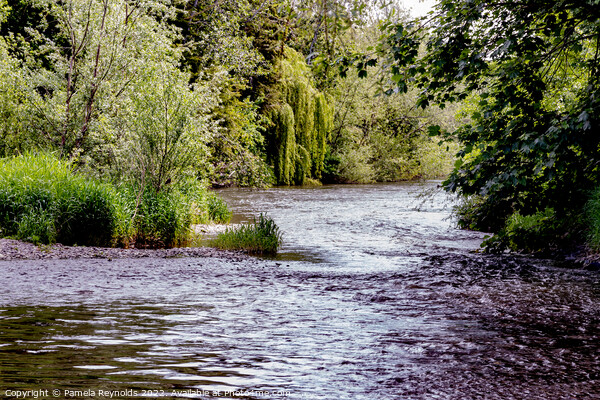 View of River Teme at Tenbury Wells Picture Board by Pamela Reynolds