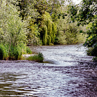 Buy canvas prints of View of River Teme at Tenbury Wells by Pamela Reynolds