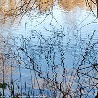 Buy canvas prints of Ripples on a local lake with a Tree trunk by Pamela Reynolds