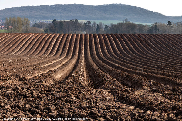 Freshly Ploughed Field Ready For Planting Picture Board by Pamela Reynolds