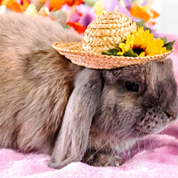Buy canvas prints of Rabbit with Easter Bonnet by Pamela Reynolds