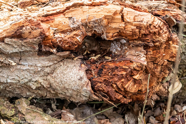 The Remains of a Fallen Tree Picture Board by Pamela Reynolds