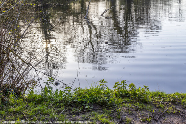 Reflection of Trees on  Wrekin Hill Lake, Telford, Shropshire Picture Board by Pamela Reynolds