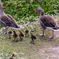 Buy canvas prints of Geese Family at the Flash in Telford by Pamela Reynolds