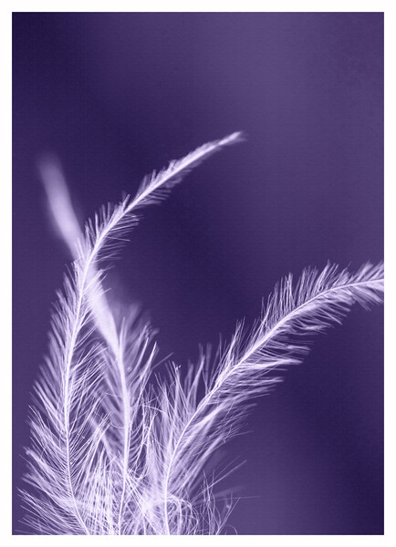 Feather Boa on a Textured Purple Background Picture Board by Pamela Reynolds