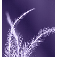 Buy canvas prints of Feather Boa on a Textured Purple Background by Pamela Reynolds