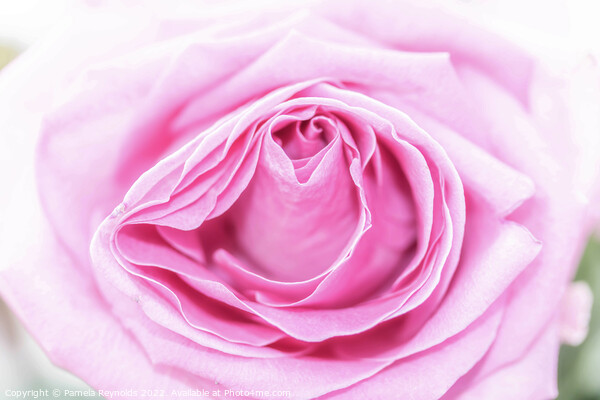Macro of a Pale Pink Rose Picture Board by Pamela Reynolds
