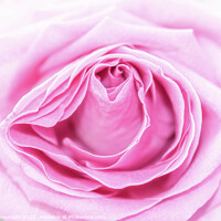 Buy canvas prints of Macro of a Pale Pink Rose by Pamela Reynolds
