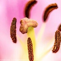 Buy canvas prints of Macro of a Lily showing the detail  by Pamela Reynolds
