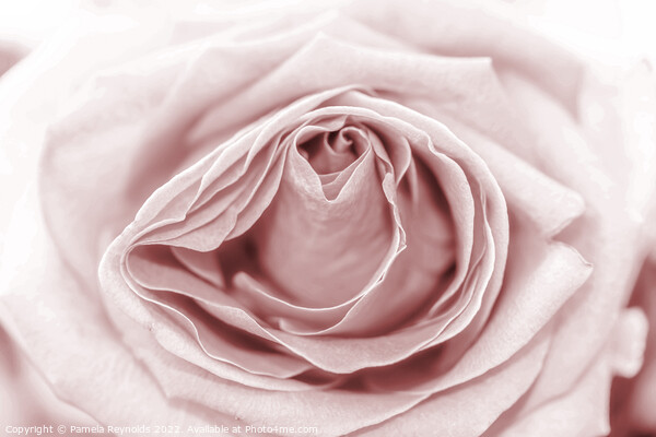 Macro of a Pale Sepia Rose Picture Board by Pamela Reynolds