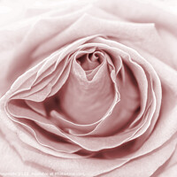 Buy canvas prints of Macro of a Pale Sepia Rose by Pamela Reynolds