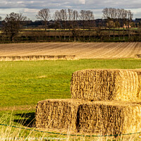 Buy canvas prints of Hay Bales Drying Out  by Pamela Reynolds