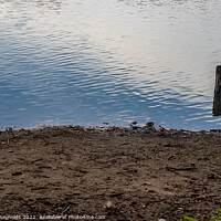 Buy canvas prints of Apley Pool with a small Wooden Post by Pamela Reynolds