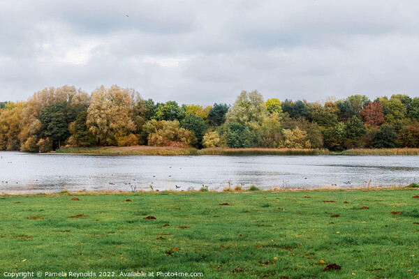Autumn Fall Colours at Priorsley Balancing Lake Telford Picture Board by Pamela Reynolds