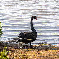 Buy canvas prints of A Black Swan standing on the edge of a lake by Pamela Reynolds
