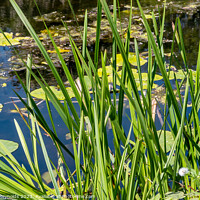 Buy canvas prints of Pool with Lily Pads and Plants by Pamela Reynolds
