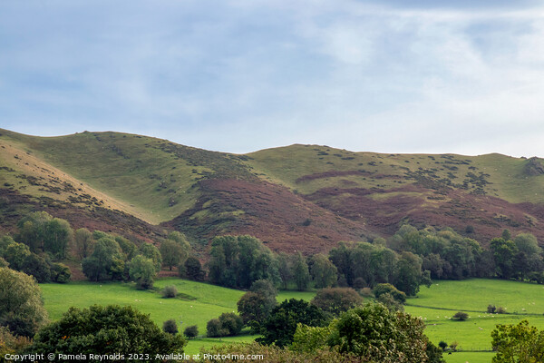 View of Longmynd, Shropshire Picture Board by Pamela Reynolds