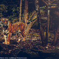 Buy canvas prints of Posing Tiger by Becky Williams