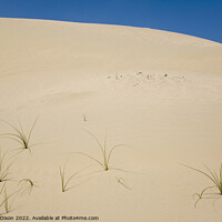 Buy canvas prints of Blades of grass in a desert landscape by Gordon Dixon