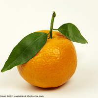 Buy canvas prints of Orange tangerine or mandarin with leaves isolated on off white by Gordon Dixon