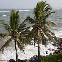 Buy canvas prints of Coconut laden palms at the water's edge near Colombo, Sri Lanka by Gordon Dixon
