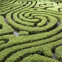Buy canvas prints of Maze formed from low hedges in a courtyard garden, Kuala Lumpur, Malaysia by Gordon Dixon