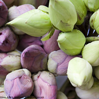 Buy canvas prints of Lotus flower buds for sale at a South Korean market by Gordon Dixon