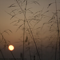 Buy canvas prints of Ochre sunset over the Somerset levels through fine grass seed heads by Gordon Dixon