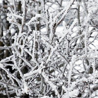 Buy canvas prints of Ice covered branches from freezing fog by Gordon Dixon