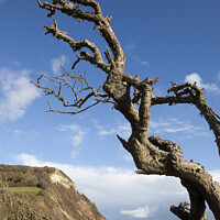 Buy canvas prints of Windswept tree branches in winter on the Devon coast by Gordon Dixon