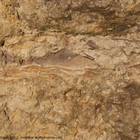 Buy canvas prints of Section of a yellow sandstone wall by Gordon Dixon