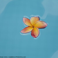 Buy canvas prints of Floating frangipani (Plumeria) flower floating on water by Gordon Dixon