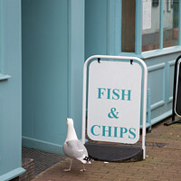 Buy canvas prints of A seagull walking into a fish and chip shop in Sidmouth, Devon  by Gordon Dixon