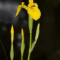 Buy canvas prints of Yellow flag iris on a canal bank in Surrey by Gordon Dixon