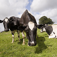 Buy canvas prints of Curious black and white cows come close to the lens while grazing by Gordon Dixon