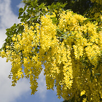 Buy canvas prints of Yellow laburnum tree in full bloom in a Somerset village by Gordon Dixon