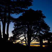 Buy canvas prints of  Silhouette of a row of Lebanon Cedar trees at sunset in the Somerset village of Montacute by Gordon Dixon