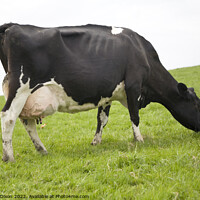 Buy canvas prints of A cow grazing on a lush green hill in Somerset, England by Gordon Dixon
