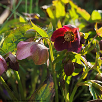 Buy canvas prints of Wine red hellebore in an English garden - late Feb by Gordon Dixon